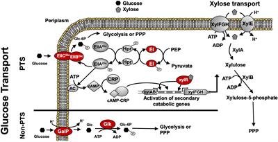 Catabolic Division of Labor Enhances Production of D-Lactate and Succinate From Glucose-Xylose Mixtures in Engineered Escherichia coli Co-culture Systems